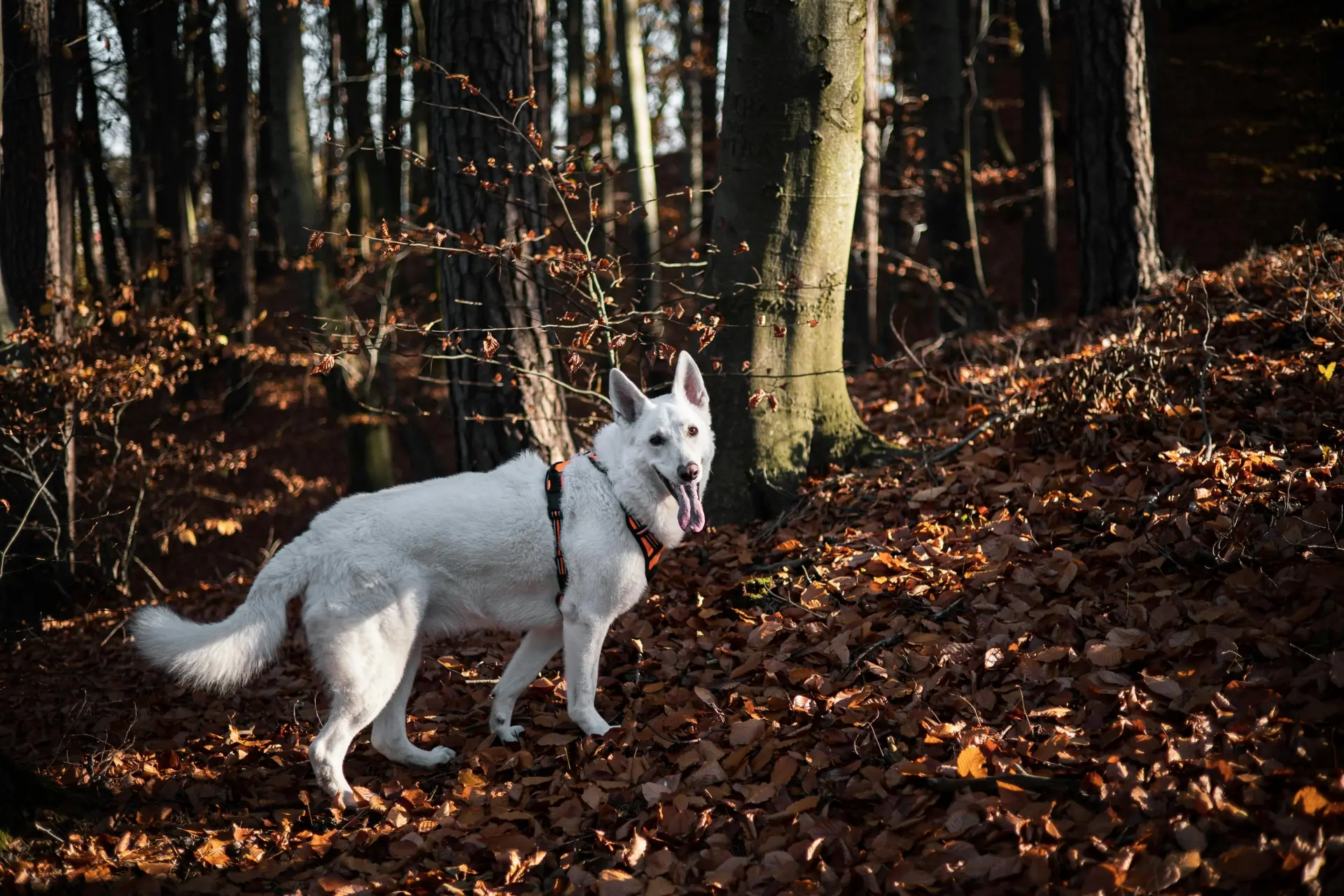 How to Adjust Your Dogs Harness